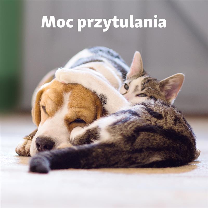 Międzynarodowy Dzień Przytulania - Galeria Korona Kielce